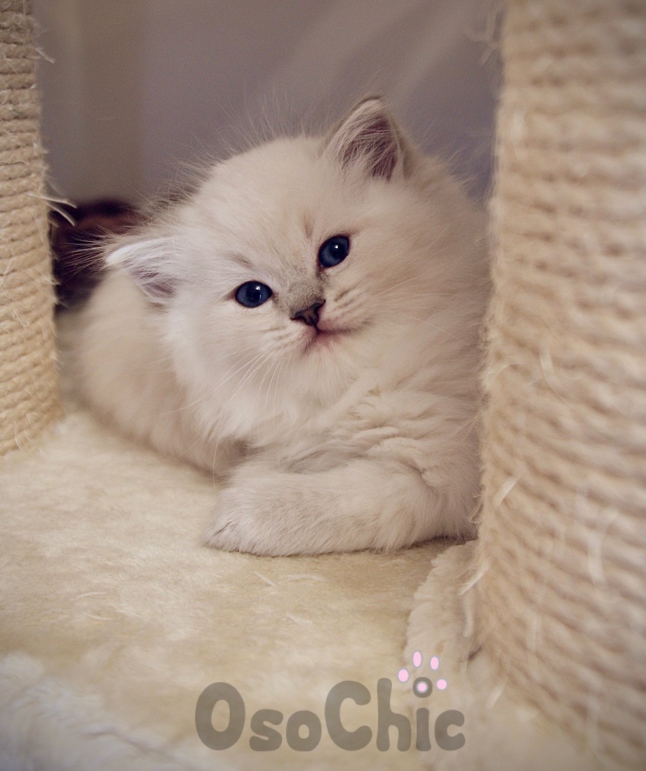 Pedigree ragdoll deals kittens for sale