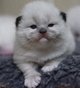 Ragdoll Kittens for sale in Devon. osochicragdolls.co.uk