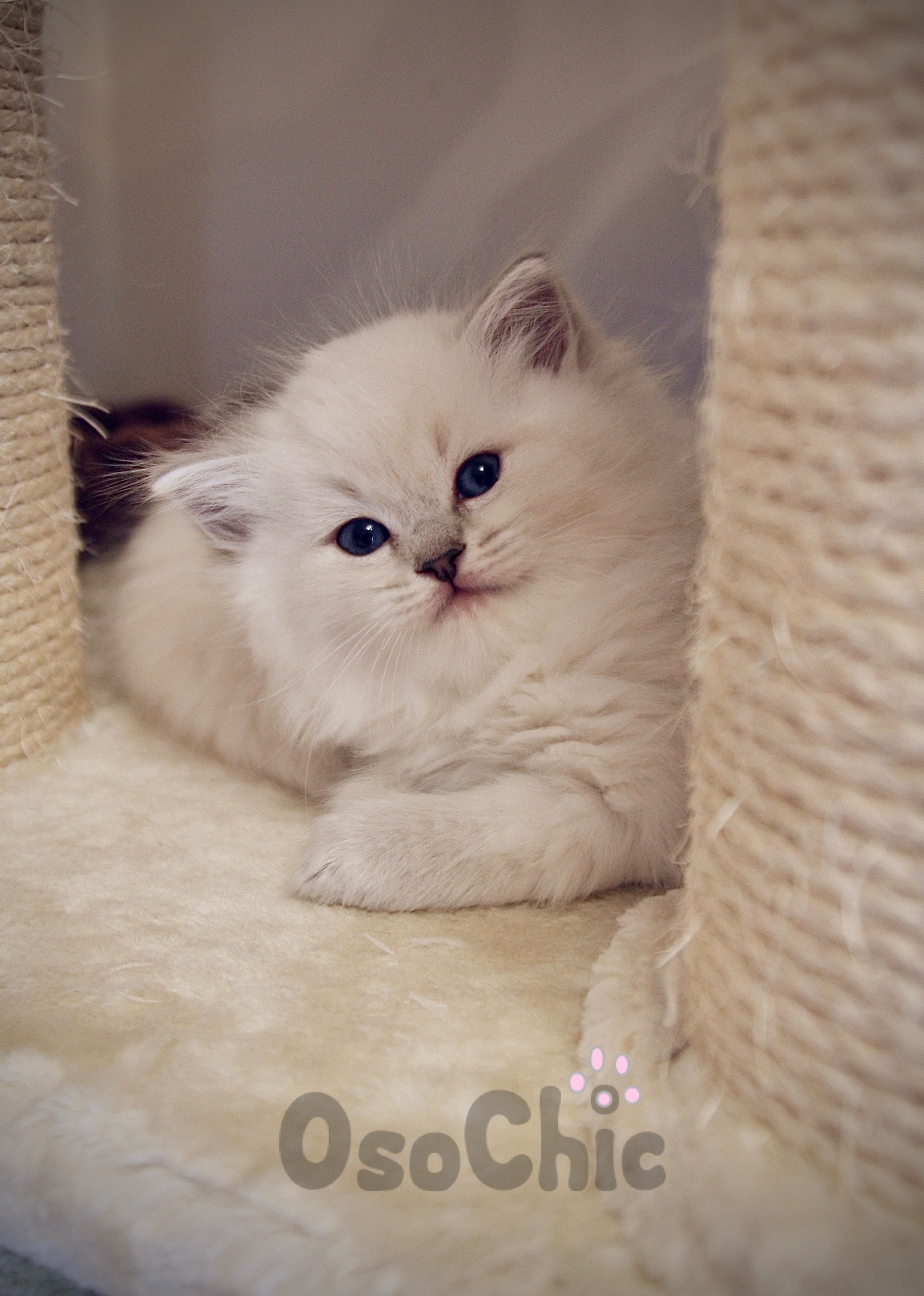 Persian ragdoll for store sale