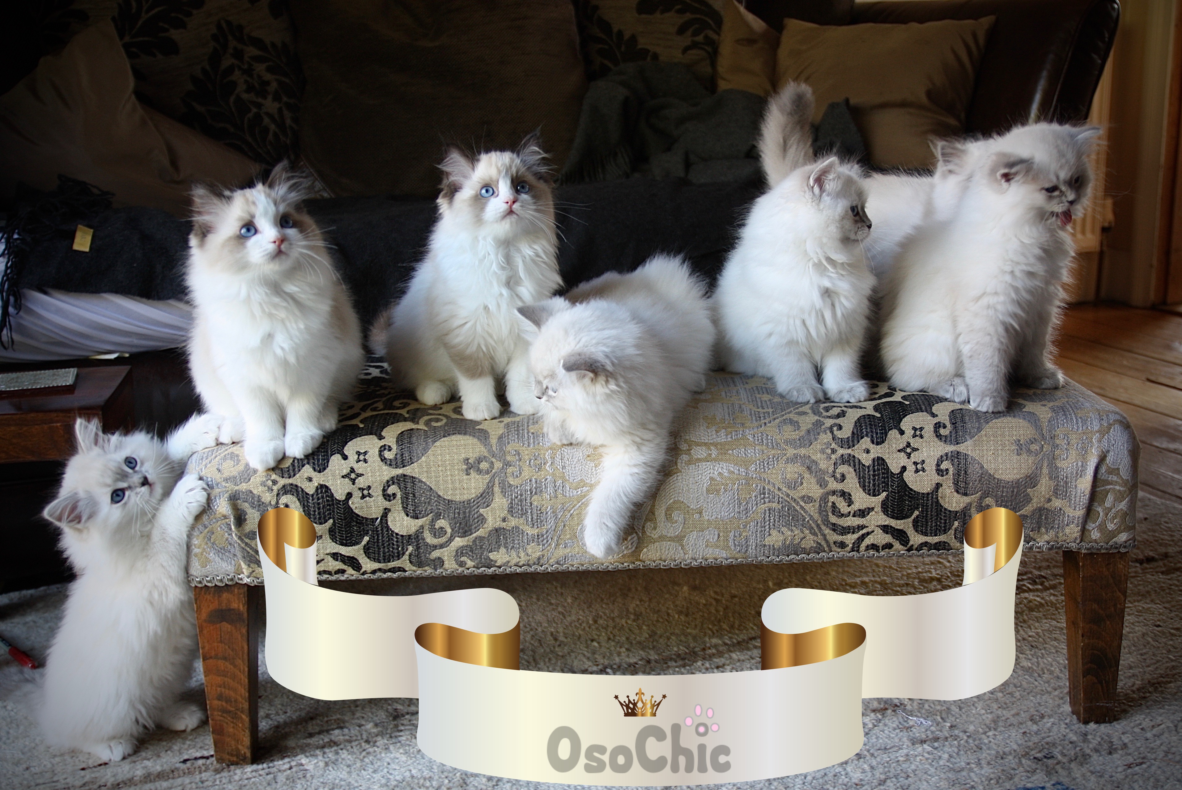 Osochic ragdolls hot sale