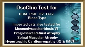 OsoChic Ragdolls Genetic Health Tests. osochicragdolls.co.uk