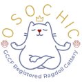 OsoChic Ragdolls, Ragdoll cat breeder in Devon, osochicragdolls.co.uk