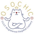 OsoChic Ragdolls Kitten Package