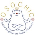 OsoChic Ragdolls Kitten Package