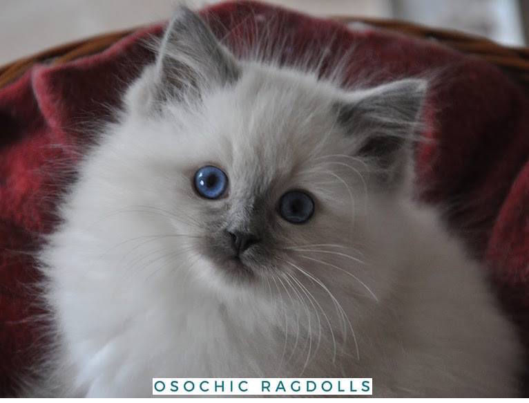 gccf ragdoll